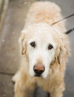 picture of the white doggie