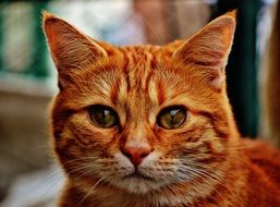 amazing red cat portrait