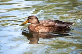 mallard swim on the lake