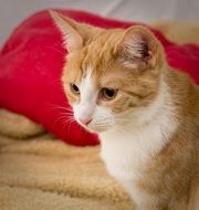 portrait of cute redhead cat