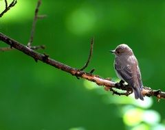 perched tiny grey bird