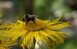 Bee on yellow Blooming flower macro