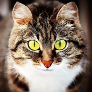 domestic cat with yellow eyes