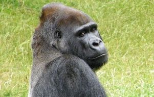 portrait of black serious gorilla