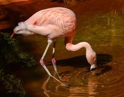Flamingo Bird