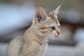 cute Cat Pet adorable portrait