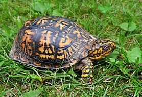 spotted turtle on green grass