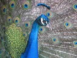 Peacock in the nature reserve