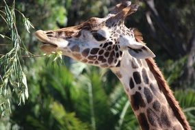 giraffe is chewing foliage