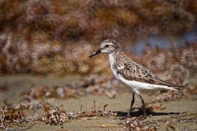 brown bird with a long beak on the shoreline