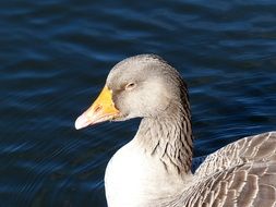 toulouse goose on the water