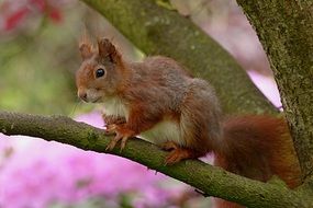 red squirrel on the tree branch