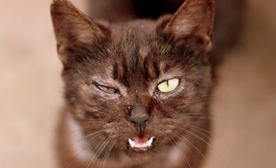 black cat with different eyes