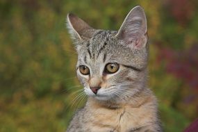 gray kitten on a background of green plants