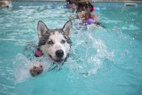 Siberian Husky is swimming