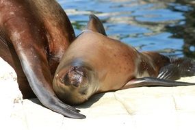 seals in sun close up