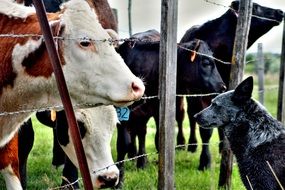 cute lovely Farm Animals