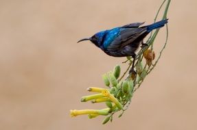 Blue and Black Sun Bird in wild