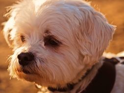 portrait of a fluffy white dog