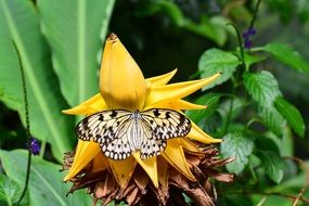 tree nymph is a family of butterflies