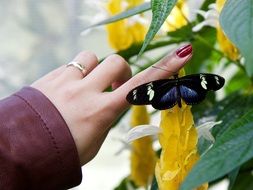 Picture of Butterfly and Hand