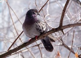 wild Pigeon sits on branch at Winter