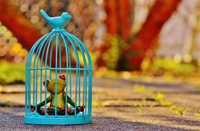 frog in a blue cage on a path in a park