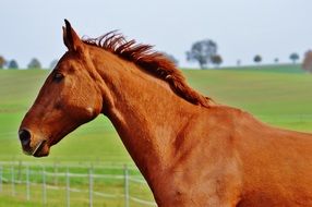 portrait of a riding horse