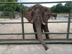 elephant with a long trunk at the zoo