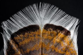 colorful exceptional Bird Feather