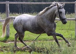 Grey Horse