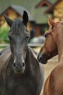 black and brown horse in the stable