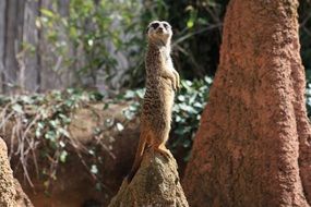 meerkat on the top of the cliff