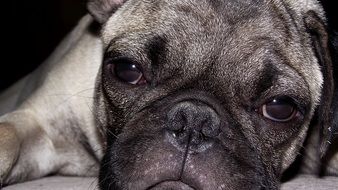 portrait of a cute puppy