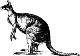 Australia Kangaroo as a black and white sketch