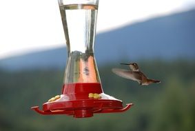 Colorful Hummingbird birdie flying to drink water