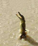 crocodile jumping in the water