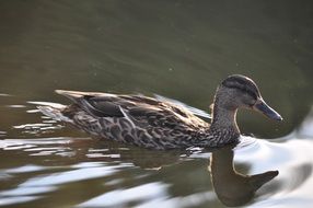 Colorful cute duck is swimming in the pond