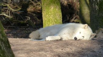 white Wolf Wild Animal Predator