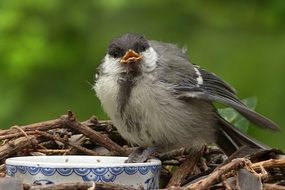 great tit on the bird-feeder