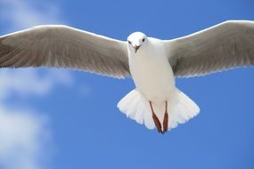 gorgeous white Seagull in blue Sky