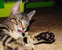 picture of the playful cat at home