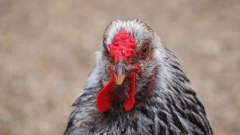 chicken with red comb close-up on blurred background