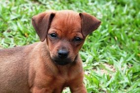 young puppy on green grass