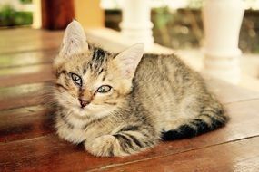 small tired kitten