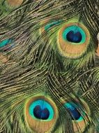 Peacock Eye Pen