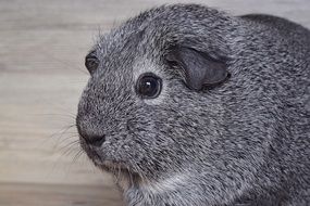 portrait of a silver guinea pig