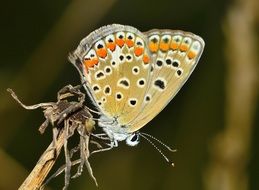 patterned butterfly