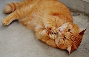 photo of a red cat