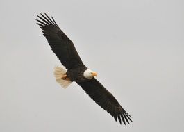 Flight of wild bird of prey with a wide wingspan